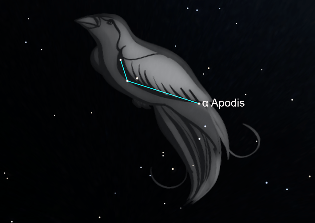 Apus