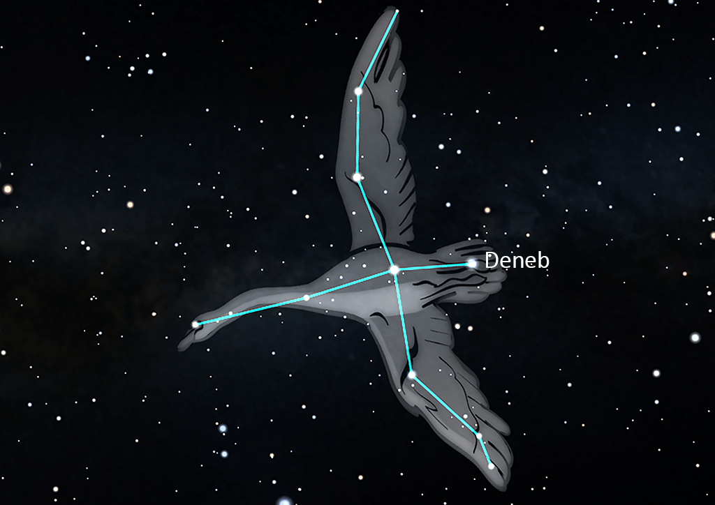 Cygnus